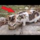 SHHT ! ! Poor Stray CAT Only Wanted To Eat Because it Had Been Hungry For Days. Animal Rescue Video