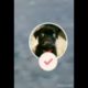 #SHORTS #YOUTUBESHORTS Baby Dogs - Cute and Funny Dog Video 🐶Cute Puppies Doing Funny Things 2022🐶