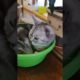 Sad From Me Video 2022 #viral #shorts 😹 #funny #cute #animals  Wait For Last One😂|| #trending