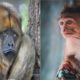 Sad and Angry monkey videos Collection, Very Sad And Angry Animals Playing With Humans Watch Videos