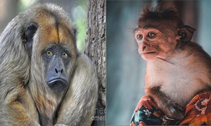 Sad and Angry monkey videos Collection, Very Sad And Angry Animals Playing With Humans Watch Videos