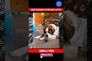 Saint Bernard Playing With Kitten | Animals Pride | #shorts #dogshorts #youtubeshorts #dog #cat