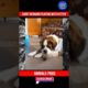 Saint Bernard Playing With Kitten | Animals Pride | #shorts #dogshorts #youtubeshorts #dog #cat