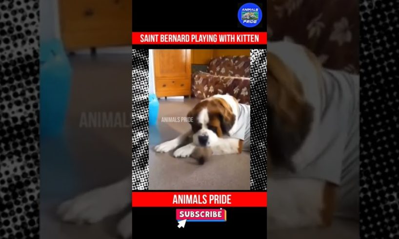 Saint Bernard Playing With Kitten | Animals Pride | #shorts #dogshorts #youtubeshorts #dog #cat