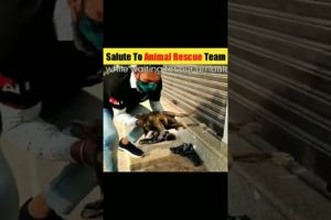 Salute To Animal Rescue Team | Animal | #short #animal #shorts