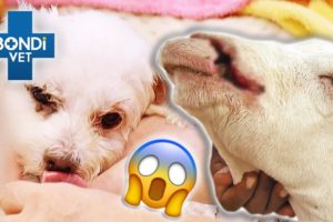 Savage Attacks On Innocent Pets! 😡 | Bondi Vet Compilation | Bondi Vet