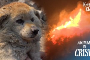 Saving The Lives Of Animals Exposed To Biggest Forest Fire (Part 1) | Animals in Crisis Ep 323