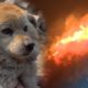 Saving The Lives Of Animals Exposed To Biggest Forest Fire (Part 1) | Animals in Crisis Ep 323