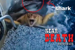 Scary Shark Attack | NEAR DEATH EXPERIENCES CAUGHT ON CAMERA | GOPRO