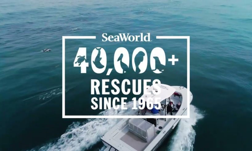 SeaWorld Rescue Teams Surpass 40,000 Animal Rescues