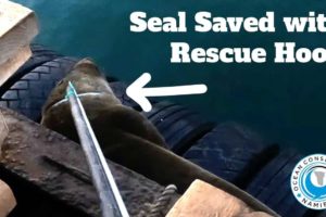 Seal Saved with Rescue Hook