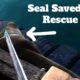 Seal Saved with Rescue Hook