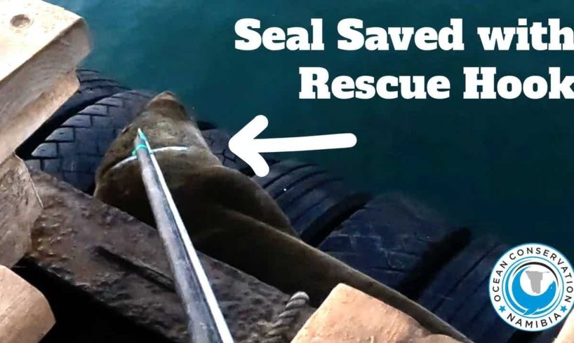 Seal Saved with Rescue Hook