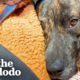 Senior Dog Tells His Mom To Rescue A Stray Pup | The Dodo Foster Diaries