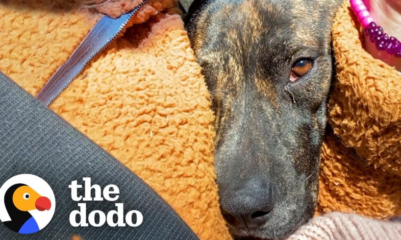 Senior Dog Tells His Mom To Rescue A Stray Pup | The Dodo Foster Diaries