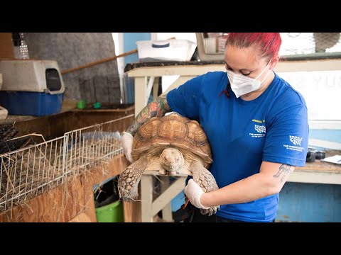 Shop of horrors: 150 exotic animals rescued from severe neglect