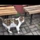 Shy Stray CAT Do Not Want To Eat Something / Animal Rescue Video 2022