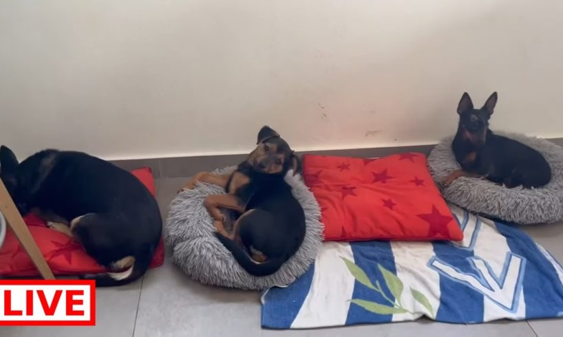 Siesta time for Grioula , Minnie and JiJi  ❤️ - Takis Shelter