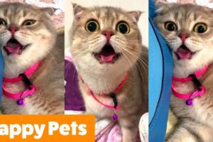 Silly Happy Animals | Funny Pet Videos