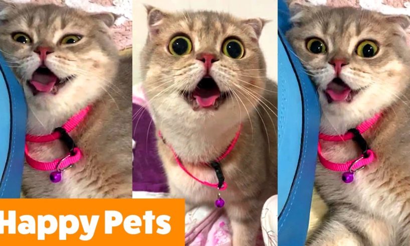 Silly Happy Animals | Funny Pet Videos