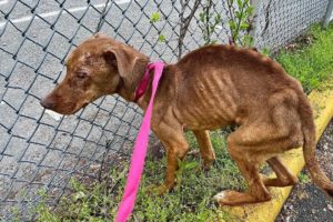 Skinny Homeless Dog Who We Can Count Every Rib Has Completely Changed After Rescue