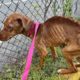Skinny Homeless Dog Who We Can Count Every Rib Has Completely Changed After Rescue