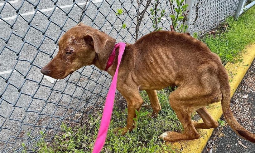 Skinny Homeless Dog Who We Can Count Every Rib Has Completely Changed After Rescue