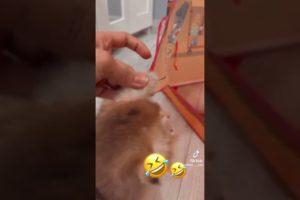 😹Someone 's stuck😻 | Funny kittens😘 | Funniest cats🤣 | Fun with Pets🥰