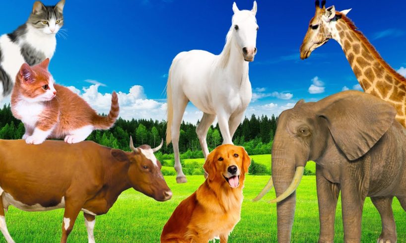 Sounds of wild animals, familiar animals: Elephants, dogs, horses, cows, cats - Part 11