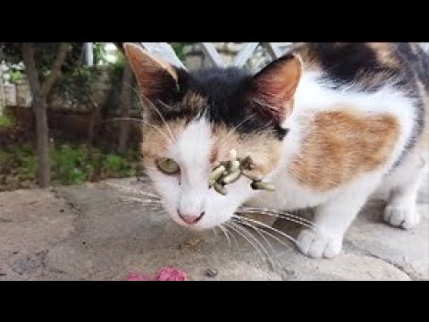 Stray CAT Was So Hungry When We Found Him / Animal Rescue Video 2022
