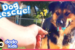Stray Dog Saved By Mystery Rescuer | Rescued! | Dodo Kids