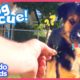 Stray Dog Saved By Mystery Rescuer | Rescued! | Dodo Kids