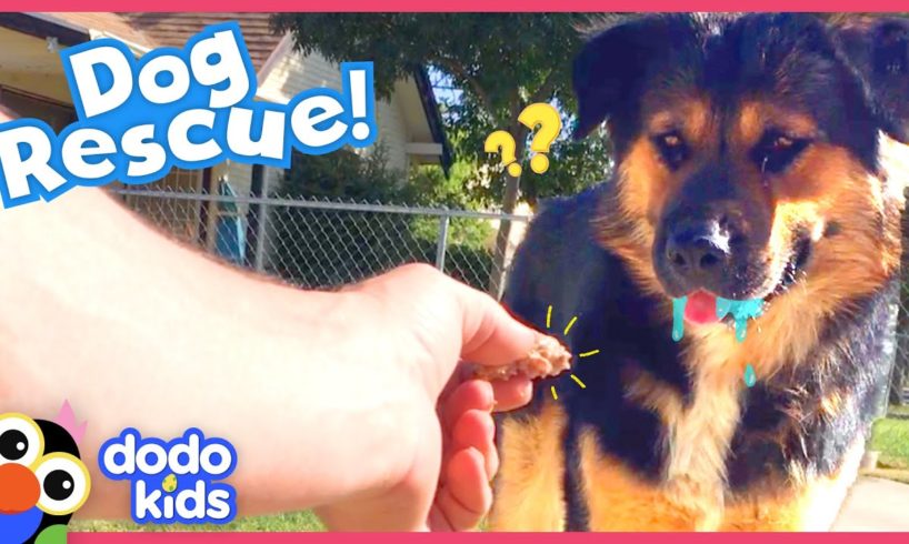 Stray Dog Saved By Mystery Rescuer | Rescued! | Dodo Kids