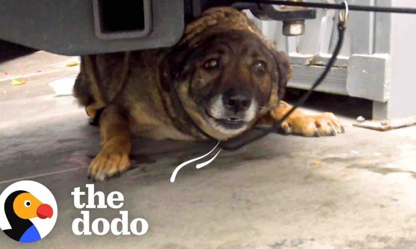 Stray German Shepherd Was Crying Nonstop Until She Was Rescued | The Dodo