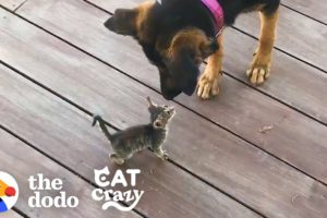 Stray Kitten Picks A Dog As Her Mom | The Dodo Cat Crazy