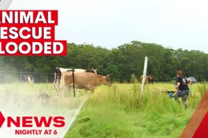 Sunshine Coast animal rescue sanctuary loses feed and property to floodwaters | 7NEWS