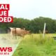 Sunshine Coast animal rescue sanctuary loses feed and property to floodwaters | 7NEWS