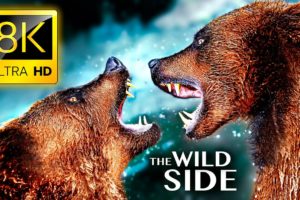 THE WILD SIDE OF ANIMALS 8K ULTRA HD - The Greatest Animal Fights