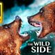 THE WILD SIDE OF ANIMALS 8K ULTRA HD - The Greatest Animal Fights