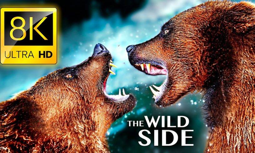 THE WILD SIDE OF ANIMALS 8K ULTRA HD - The Greatest Animal Fights