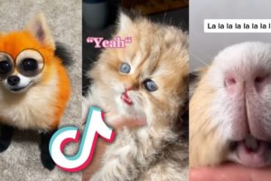 TIKTOK PETS that are TOO CUTE for YOU...