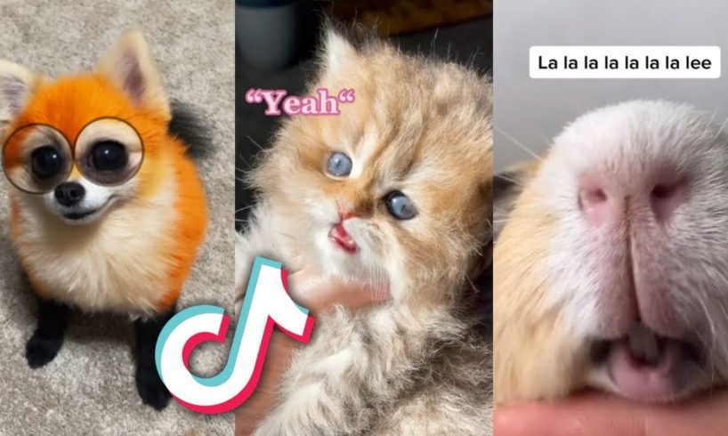 TIKTOK PETS that are TOO CUTE for YOU...