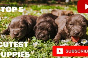 TOP 5 CUTEST PUPPIES 2022 SO CUTE