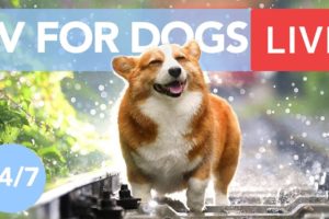 TV for Dogs! Chill Your Dog Out with this 24/7 TV and Music Playlist!