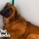 Terrified Shelter Dog Is A Different Pup In Her Foster Home | The Dodo Foster Diaries