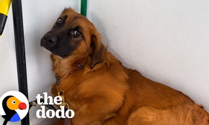 Terrified Shelter Dog Is A Different Pup In Her Foster Home | The Dodo Foster Diaries