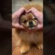 The CUTEST PUPPY ever 🐶♥️| PETS LOVERS #shorts #puppy #pets #cutedog #funny #compilation