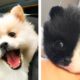 The Cute Puppies you Want to See Doing Funny and Adorable Things 😍🐶🐶| Cute Puppies