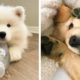 The Cutest and Funniest Puppies 🐶 Look Forward To Seeing Them All 😍 | Cute Puppies