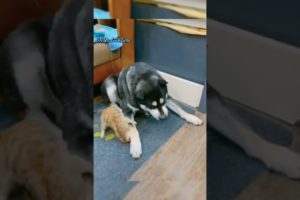 The Dog and Meerkat_meerkat playing with dog🐕|natural|funny|animals | #shorts